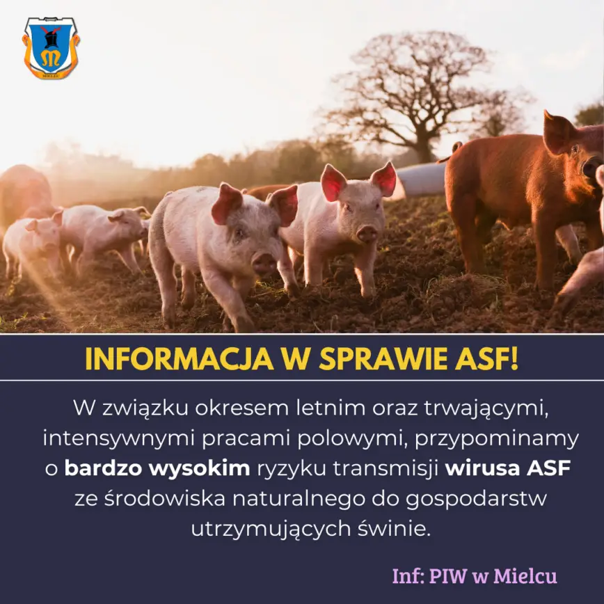 Zasady bioasekuracji dla hodowców świń. Jak chronić gospodarstwa przed ASF?